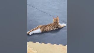 Un Gato da clases de Yoga ????