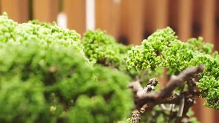 Donna Farhi Teaches Yoga Foundations | Official Trailer | MasterClass