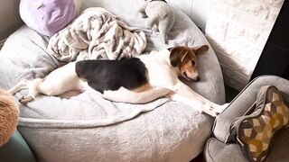The world’s tallest Beagle stretching on the bean bag