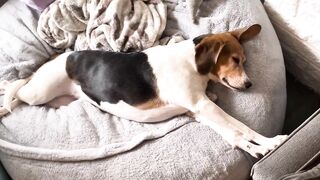 The world’s tallest Beagle stretching on the bean bag
