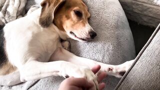 The world’s tallest Beagle stretching on the bean bag