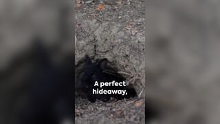 Armadillo Armor: The Flexible Fortress