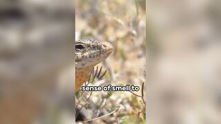 Armadillo Armor: The Flexible Fortress