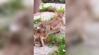 ???? Cute Rabbit Stretching His Legs! ???? #shorts #rabbits #cuterabbit