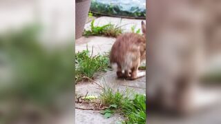 ???? Cute Rabbit Stretching His Legs! ???? #shorts #rabbits #cuterabbit