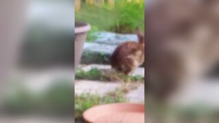 ???? Cute Rabbit Stretching His Legs! ???? #shorts #rabbits #cuterabbit