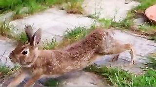 ???? Cute Rabbit Stretching His Legs! ???? #shorts #rabbits #cuterabbit