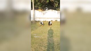 Intense Cardio workout ????????followed by stretching of muscles. #workout #youtubeshorts #shorts #sports