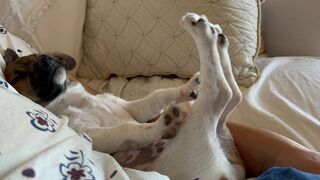 Puppy having sweet dreams and stretching in deep sleep