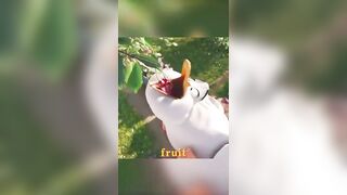 A group of ducks were unexpectedly practicing yoga.#shorts #animation