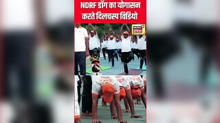 International Yoga Day 2024 : NDRF Dog का योगासन करते Viral Video | Latest News | N18S | #shorts