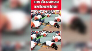 International Yoga Day 2024 : NDRF Dog का योगासन करते Viral Video | Latest News | N18S | #shorts