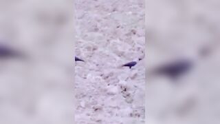 Melek Azad Twerk ???????? - Best Dance of 2023 - girl - dance - tiktok #melekazad #tiktok #tiktokvideoları