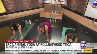 Kitten Yoga, what could be better?