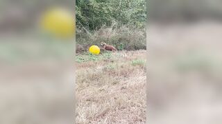 Dory vs. Yoga Ball. The Adventures of Dory with Loki. #dogshorts #shorts