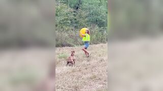 Dory vs. Yoga Ball. The Adventures of Dory with Loki. #dogshorts #shorts