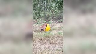 Dory vs. Yoga Ball. The Adventures of Dory with Loki. #dogshorts #shorts